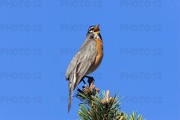 American american robin