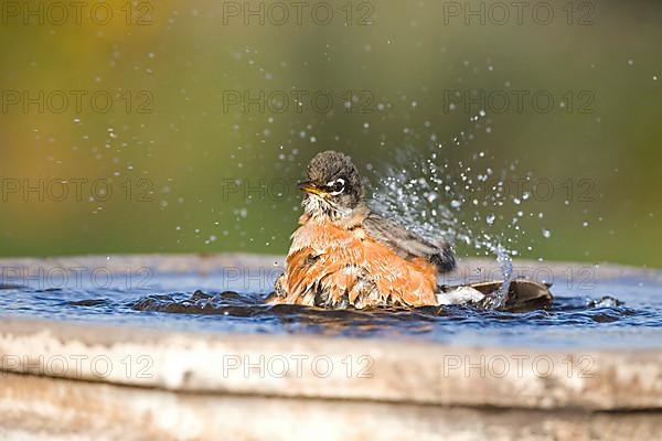 American Robin