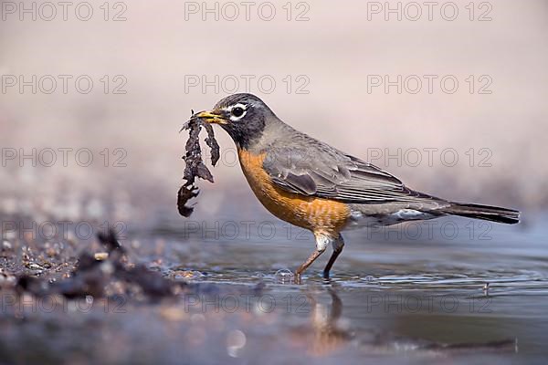 American american robin