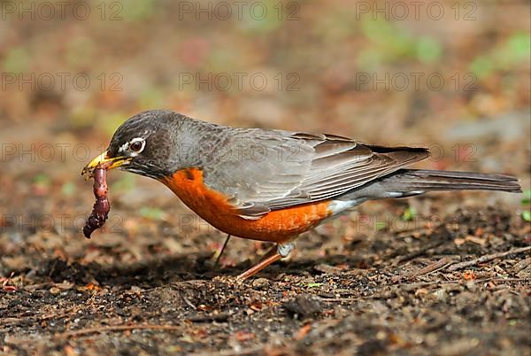 American american robin