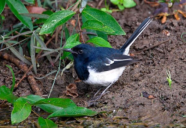 Magpie Thrush