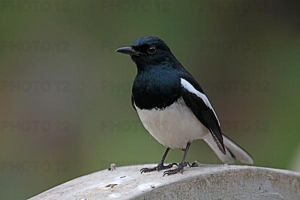 Magpie Thrush