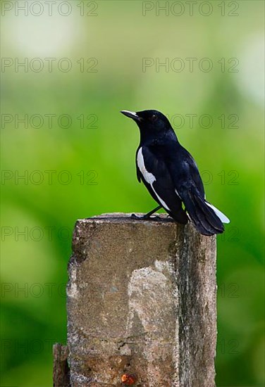 Oriental Magpie Robin