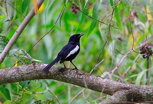 Oriental Magpie Robin