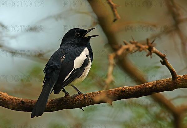 Oriental magpie-robin