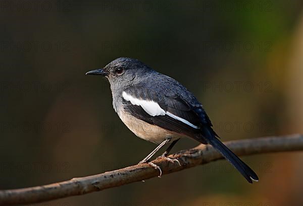 Oriental Magpie Robin