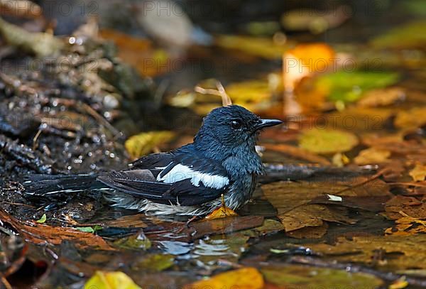 Oriental magpie robin