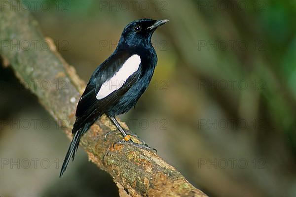 Seychelles Magpie-robin