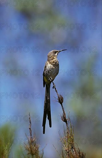 Cape sugarbird