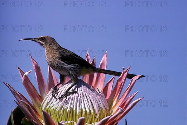 Cape sugarbird