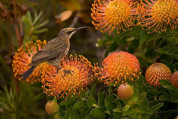 Immature cape sugarbird