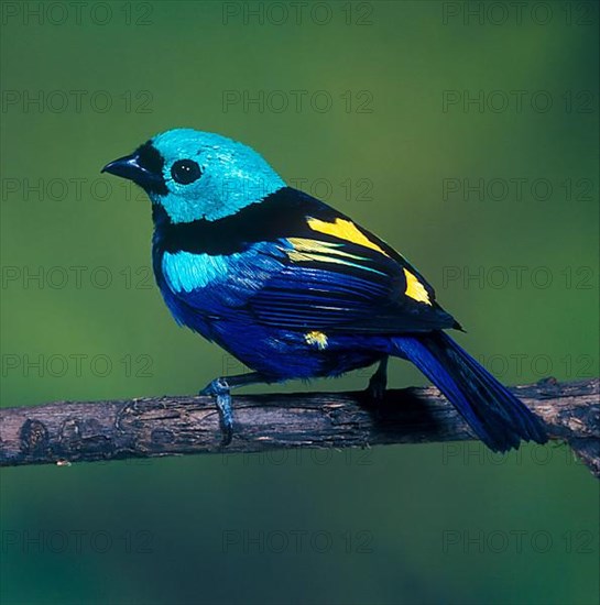 Seven-colored tanager