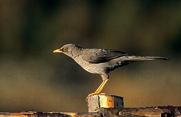 Great thrush