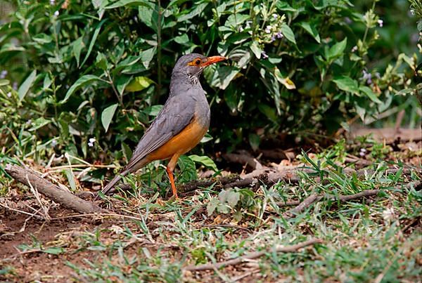 Bare-eyed bare-eyed thrush