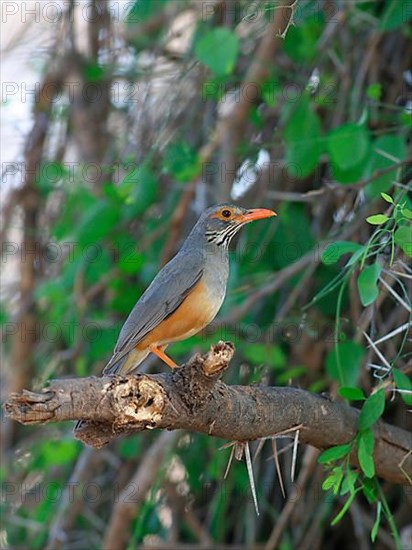 Bare-eyed thrush