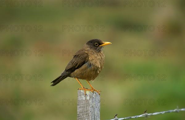 Turdus falklandii