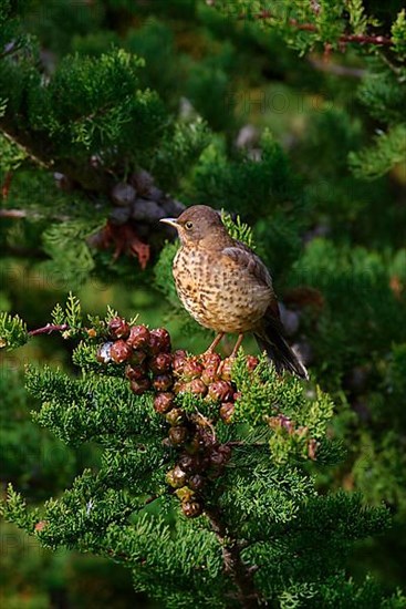 Falkland Thrush