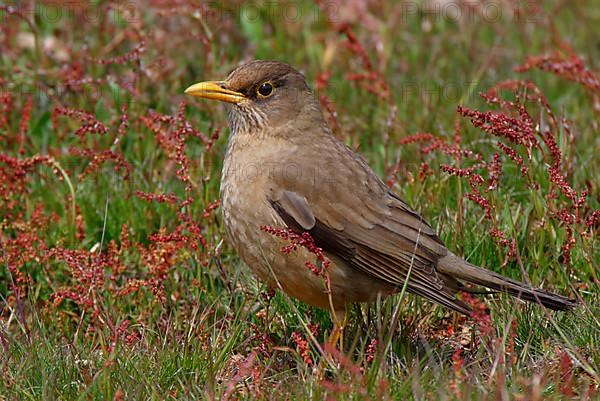 Falkland Thrush