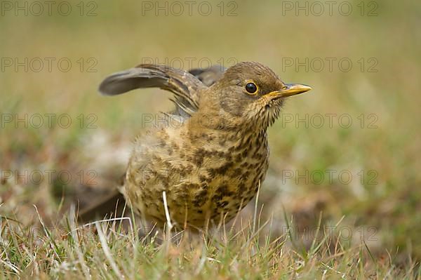 Falkland Thrush