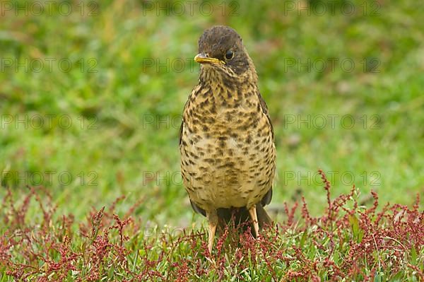 Falkland Thrush