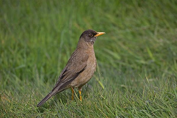 Falkland Thrush