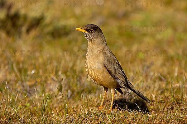 Falkland Thrush