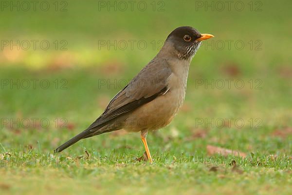 Australian Thrush