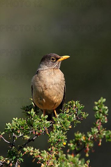 Turdus falklandii magellanicus