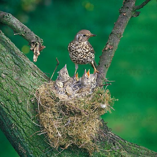 Mistle Thrush