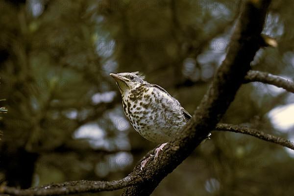 Mistle Thrush