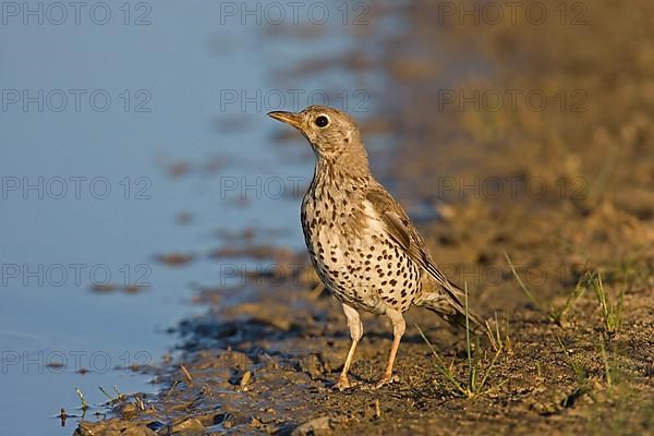 Mistle Thrush