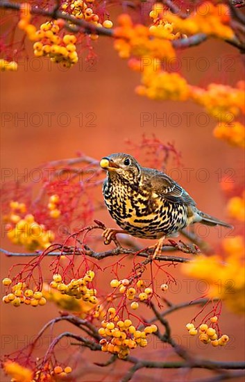 Mistle Thrush