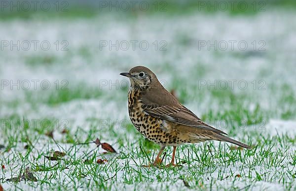 Mistle Thrush