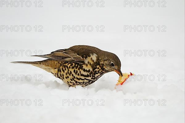 Mistle Thrush