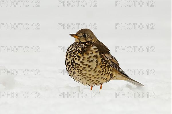 Mistle Thrush