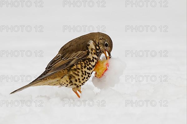 Mistle Thrush