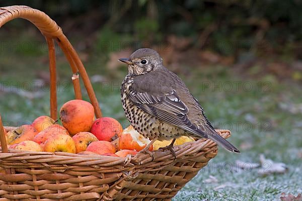 Mistle Thrush