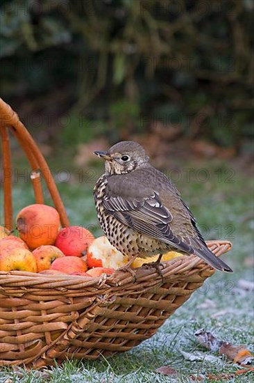 Mistle Thrush