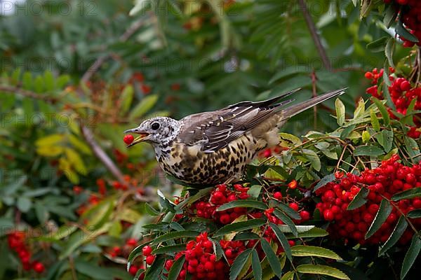 Mistle Thrush