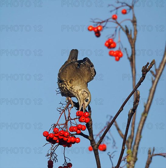 Mistle Thrush