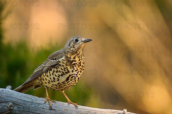 Mistle Thrush