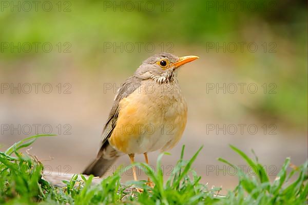 Olive thrush