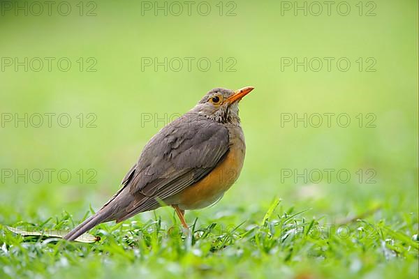 Olive thrush