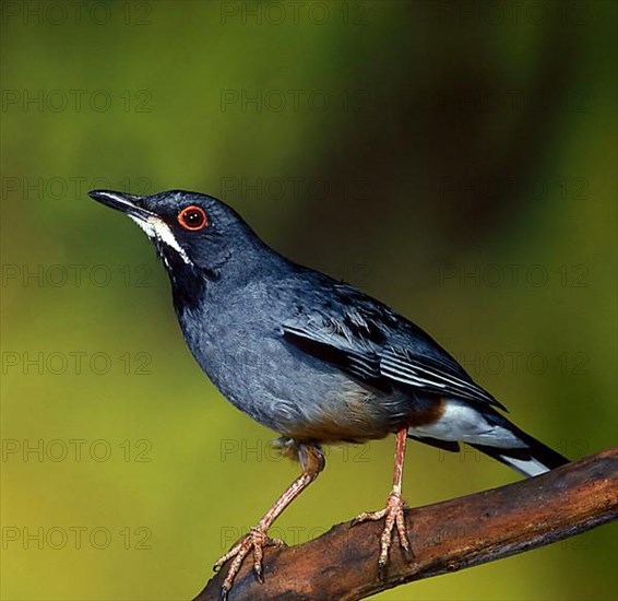 Red-legged Thrush