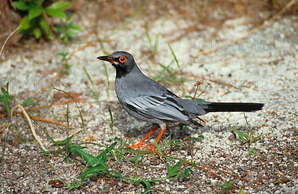 Red-legged Thrush