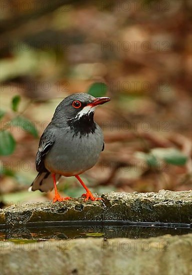 Red-legged Thrush