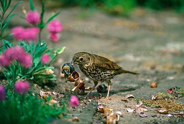 Song thrush