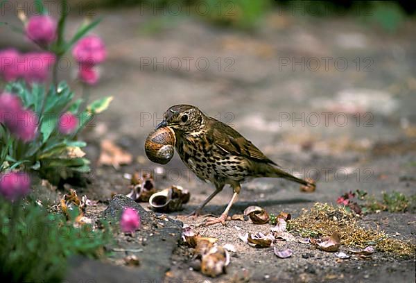 Song thrush