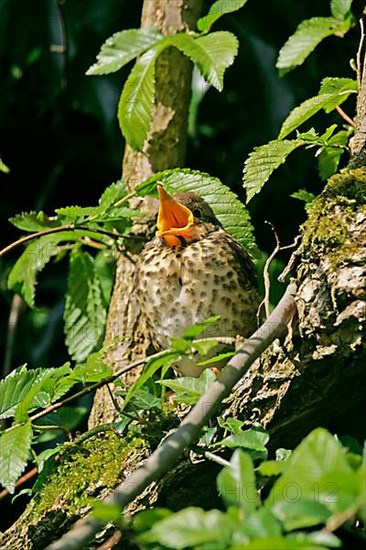 Song thrush