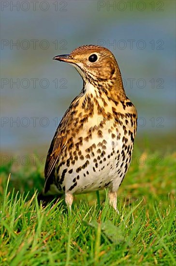 Song thrush